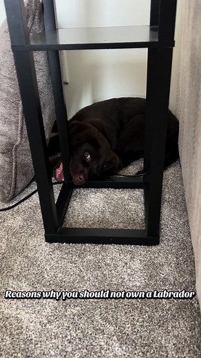 Why You Should Think Twice Before Owning a Labrador
