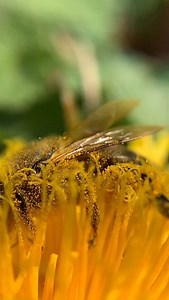 Dandelion pollen party! 💛🐝😍 #beesarecool #dandelion #shotoniphone #slowmotion #honeybee #bee #pollination | Macro Bees
