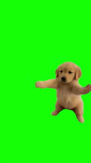 Dog Scuba Dance meme - Green Screen - Golden Retriever Puppy