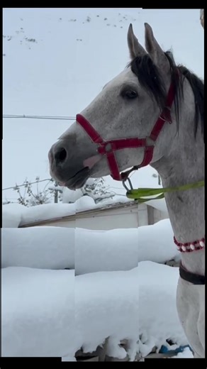 #kurdmusic #viral #kurdistan🇹🇯️ #kesfet #kurdishtiktok