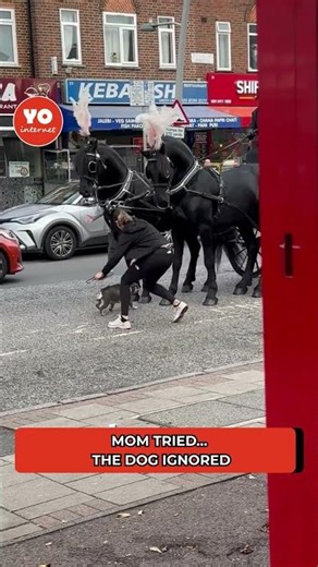 Dog Interrupts Funeral Like a Movie Star — Chaos Ensues 🐶😂