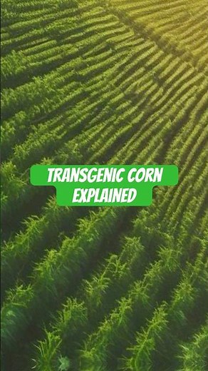 Transgenic Corn: How Genetically Modified Crops Are Made 🌽 #shorts