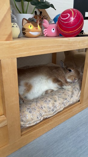 ぐーたらうさぎ😴 #うさぎ #癒し #rabbit #bunny
