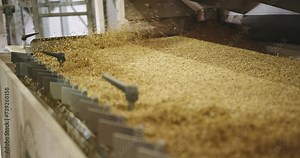 Seed Selection Process - Specialized Grain Sorting Machinery in Action