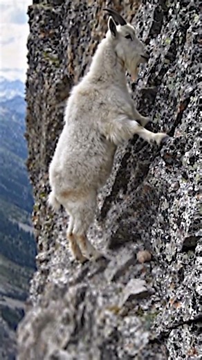 The Secret in the Hooves Mountain Goat’s Impossible Climb 🐐⛰️ #Shorts