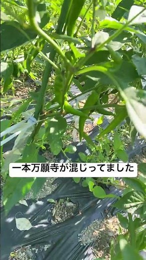 ハラペーニョ 連作障害対策 #家庭菜園 #野菜生活 #野菜 #耕作放棄地 #ハラペーニョ栽培#玉ねぎ連作障害対策#ハラペーニョ