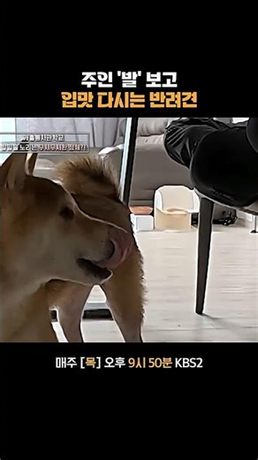 물릴까봐 밥도 제대로 못 먹는다 가족들 #개는훌륭하다 | KBS 251127 방송