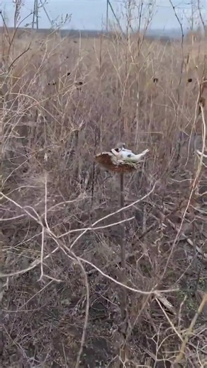 Bytedance (@bytedance715)’s videos with 原声 - Bytedance