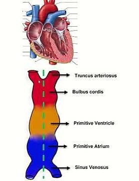 Primitive Heart Tube Tutorial