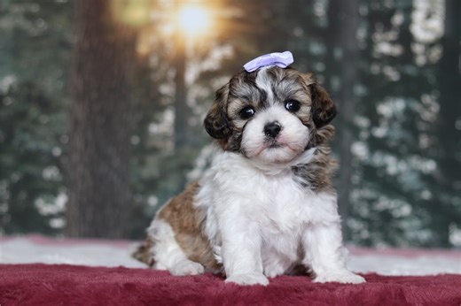 Penelope - Shichon Puppy 75E121