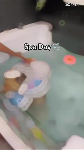 🇦🇺Ilkpati the best groomers for your pet 🐾 . . #puppy #chowchow #kangal #britishshorthair #catsofinstagram #postoftheday #dogoftheday #catoftheday #puppyoftheday #kittenoftheday #ilkpati #petgrooming #petgroomer #petgroomers #groomertogroomer