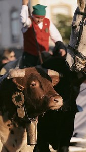THE CAMPINOS 🇵🇹 This is how it all began - the working equation, the western riding. Real working cowboys of Portugal dressed in traditional 18th century outfit. It was a true privilege to see them cultivating their heritage. 🎥 @35eqstudio #campinos #portugal #golega #golegafair2025 | Katarzyna Okrzesik-Mikołajek