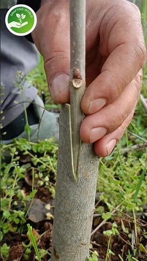 Top Mulberry Grafting Tips for Strong and Productive Trees