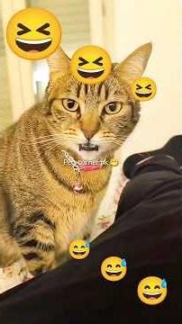 Angry kitten attack #cat #shortfeed #angrycat