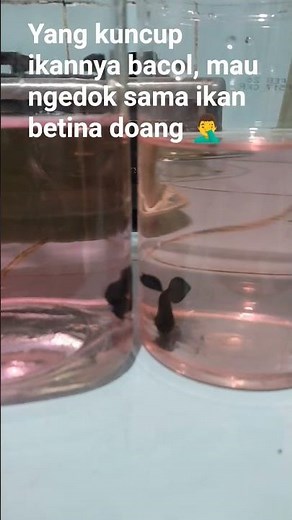 CARA MENGATASI IKAN CUPANG ADUAN YANG BACOL (Tidak Agresif)