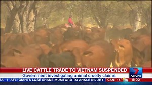 Live cattle exports to three abattoirs in Vietnam suspended. STORY: http://yhoo.it/1XYjmpn #7News | 7NEWS Brisbane