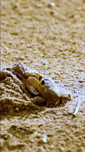 The Crab Moved Quickly Across the Sand | Peaceful_Tranquil