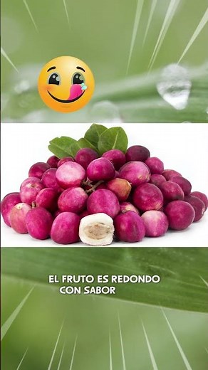 ICACO