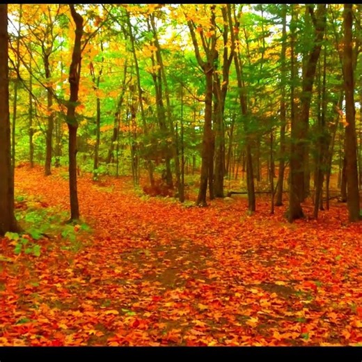 Fall Asleep While Floating Through Beautiful Fall Colors 🍁4K