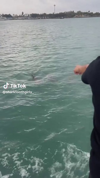 dolphins came up to say hi 🐬🛥️🩵⚓️🌊 #ocean #dolphins #shark #realflorida #miami