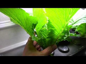AeroGarden Hydroponic - Growing and Cloning Chinese Cabbage