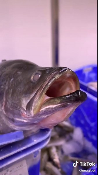 Unagiboi vs CODio pt.1 #fish #hehelolxd #jjba #unagiboisbizzareadventure