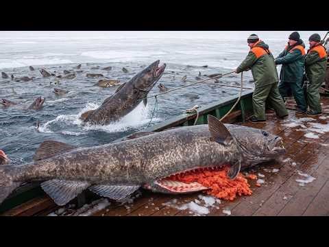 Cod Giants Exposed – Inside Europe’s Most Dangerous Deep Sea Fishery #02
