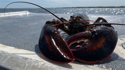 On again, off again trade war ‘terrible’ for lobster market, industry says