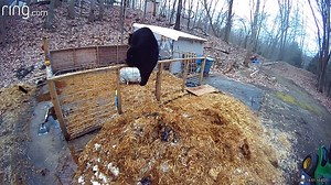 Pigs Fight off Hungry Black Bear