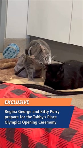 It all starts tonight! The Tabby's Place Olympics will kick off with the Opening Ceremony, with celebrity hosts Regina George and Kitty Purry. Our glamorous hosts are backstage making sure not a strand of fur is out of place before tonight's festivities. | Tabby's Place: a Cat Sanctuary