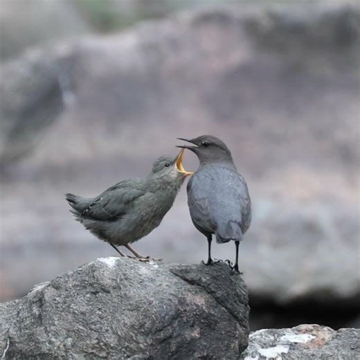 American Dipper fledging day