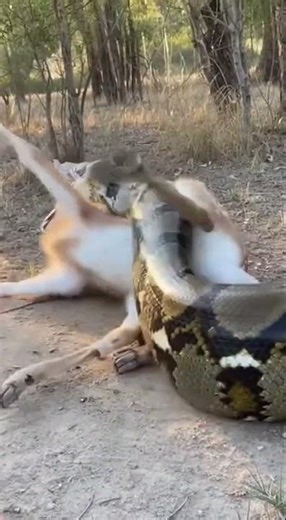 CCTV + smartphone hybrid footage baby deer grazing python