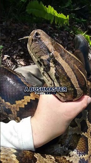 Why The Bushmaster Is One Of The World's Most Dangerous Snakes
