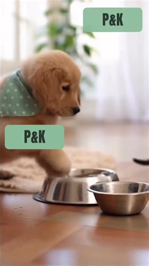 Puppy vs Kitty: The Cutest Play Fight Ever 😭❤️