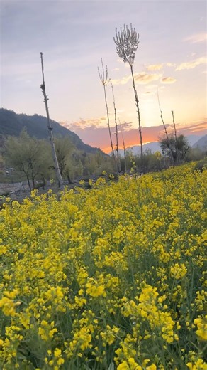 Beautiful view village life #villagelife #spring #sunset #nature