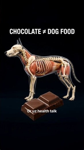 Chocolate Inside Your Dog: What Really Happens?#Dogs#DogDiet#Dogfeed