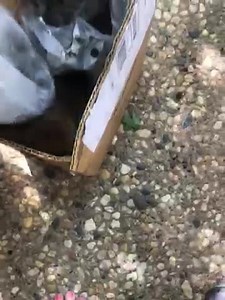 Watch Dead on Amazon Live