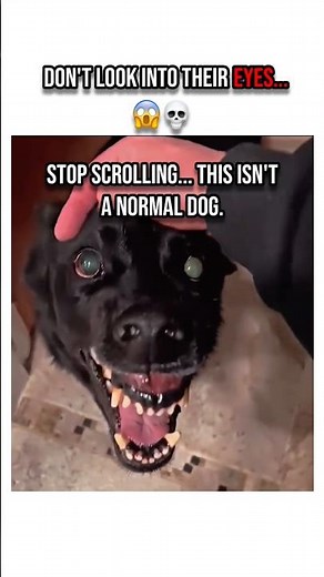 POV: Your dog is a Skinwalker 😱💀