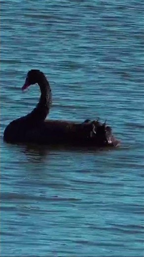 😱 ¿Habías Visto un Cisne Negro Hacer Esto? | PLANUR