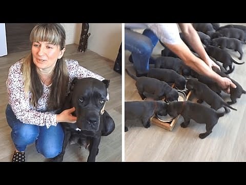 Unglaublich wie viele Welpen diese Dogge geboren hat...