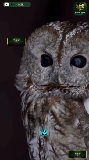 The Forest Scream That Sounds Supernatural… But Isn’t 🌲😱 #shorts