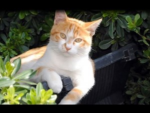 ANIMALS FOR KIDS -(DOMESTIC ANIMALS) - app review for kids with flashcards