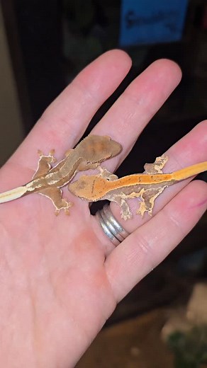 Exceptional structure directly out of the egg! 10 hours old and absolutely incredible!! ~Mack x Eden~🥰🤩 | Giuliana's Geckos