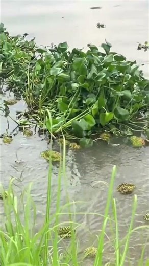 Why would someone throw durian into the river?
