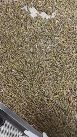 This is how a very delicious food making machine works #machinerychannel #automobile