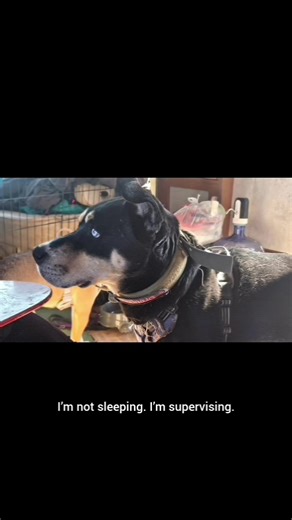 Desert Dog Drama: Dreugan the Supervisor, Vibria’s Zoomies & Lurch the Butler** Life at **Plateau Hame De Colquhoun** and **Ka-Hoon Campground & Event Center** isn’t just about off-grid living, Music in the Desert, and paranormal moments—it’s also full of hilarious dog personalities who run the place like their own desert kingdom. Today’s episode of “Dog Drama in the Desert” stars our three furry legends: **🐾 Dreugan** – the couch commander and full-time supervisor. **🐾 Vibria** – the tiny zoo