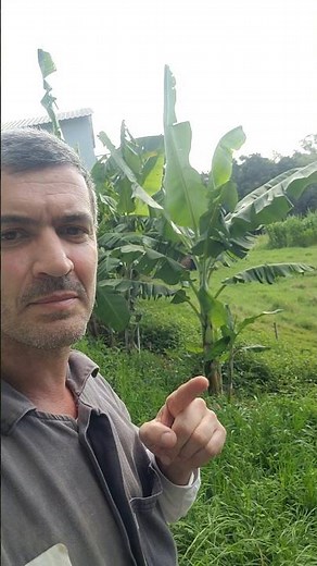 Best Place to Plant Banana Trees and Harvest Lots of Bananas