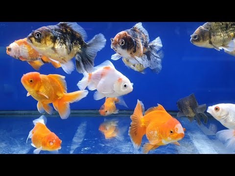 MELIHAT BERBAGAI MACAM IKAN HIAS WARNA WARNI SAMPAI IKAN PR3D4T0R‼️😱😱😱