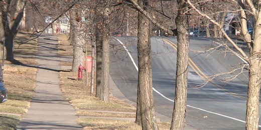 Eau Claire City Council to update the city’s tree ordinance