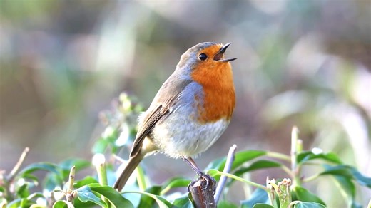 Good morning #Birds & #Nature! European robin singing (Erithacus rubecula) Europe, Western Siberia, North Africa. | BIRDS & Nature